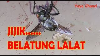 #Jijik,,,, Yang nggak kuat jangan lihat, Proses Keluarnya Belatung Lalat #belatung #lalat #magot