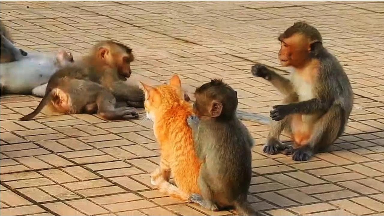 【脸红动物世界】顽皮搞笑的猴子招猫逗狗大出风头! - YouTube