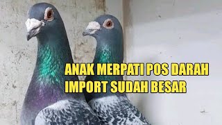 Download lagu Dua pasang darah import dan lombok sudah punya anak