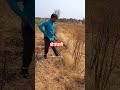 शेतकरी#शेती#shetkari #farming#shorts#farmer #marathi#dialogue#yt #shortviral#vairal#video