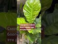 Смотрите в моем блоге видео про гнездовые антуриумы