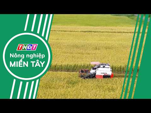 Agricultural Panorama - 9/2/2026 | Mekong Delta Agriculture