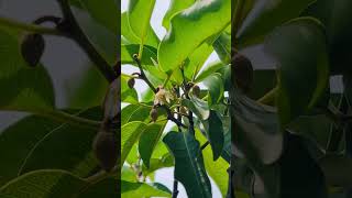 Bokul ful.(Spanish cherry, Bullet wood, or Medlar) Mimusops elengi.#flowers #nature