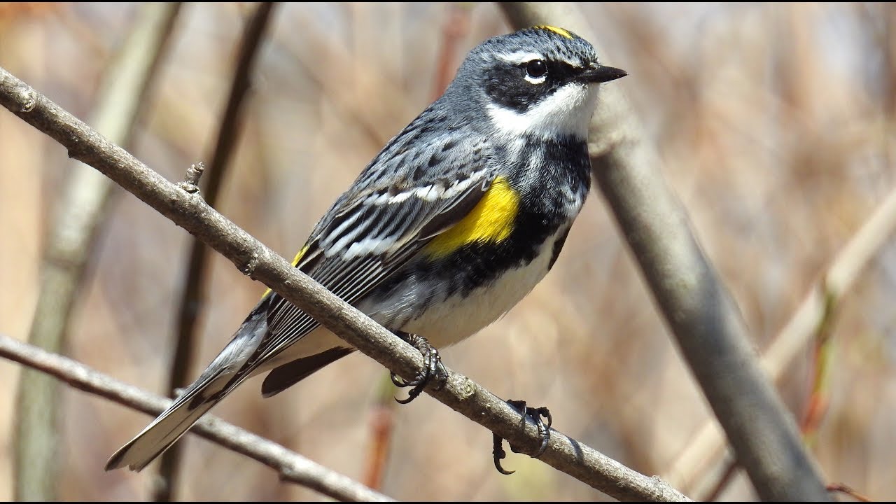 Oiseaux Au Marais Léon Provencher Birds At The Swamp