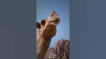 حياة البداوه يوم الرعيه به الخثرات 
