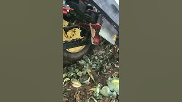 Cabbage 🥬 harvester |agriculture technology 2021