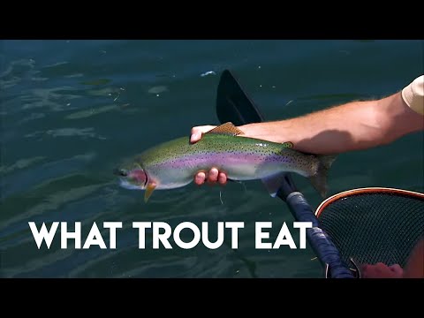 Understanding Trout Food Sources