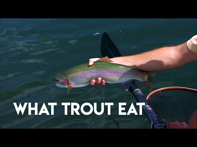 Understanding Trout Food Sources 