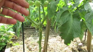 Celebrity TRG 2012:  Tomato Stem Pruning: Single, Double and Triple Stems Profile