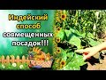 ИНДЕЙСКИЙ УРОЖАЙНЫЙ СПОСОБ СМЕШАННЫХ ПОСАДОК!!! КУКУРУЗА, ФАСОЛЬ, ТЫКВА.