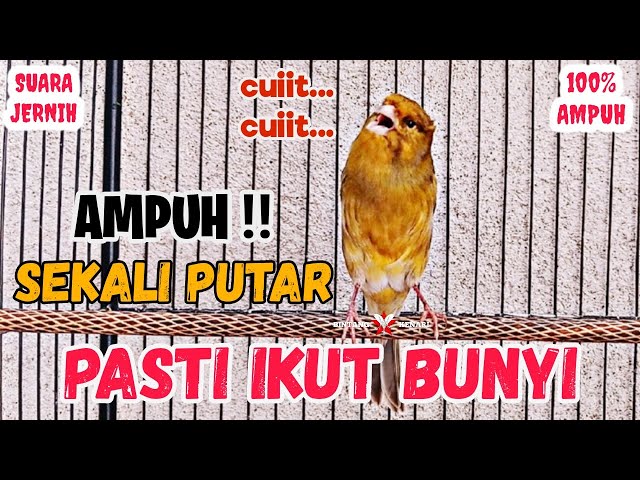 TERAPI KENARI MACET BUNYI‼️KENARI GACOR COCOK UNTUK PANCINGAN DAN MASTERAN KENARI PAUD BELAJAR BUNYI class=