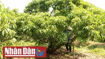 Nhiều vườn vải Lục Ngạn đủ tiêu chuẩn xuất khẩu sang Nhật Bản và Mỹ