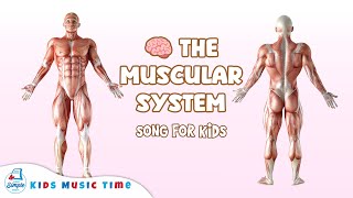 Muscular System Explained with Rhythm and Rhyme | Science Video for Kids