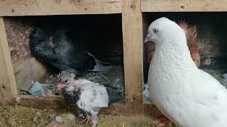 Cute Single Baby Pigeon ! Nature with Animals