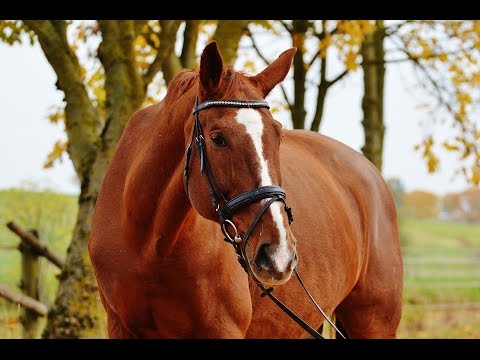 ASMR АСМР: Звук лошадей, стук копыт. The sound of horses, the sound of hooves.