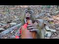 Adorable Tinkey and Sister Binky Fighting for Milk 🐒💛 | So Funny!