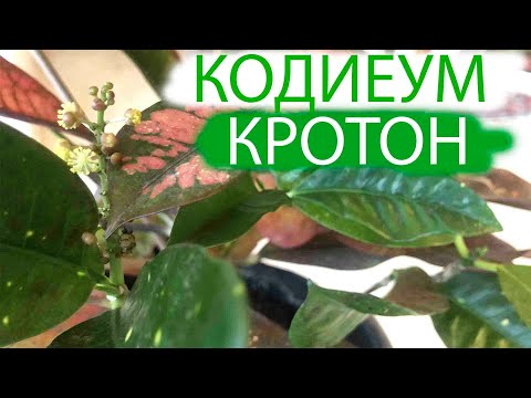 КОДИЕУМ | КРОТОН | ТРУДНОСТИ ВЫРАЩИВАНИЯ