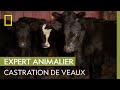 Castration de veaux turbulents  nol avec dr pol