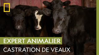 Castration de veaux turbulents | NOËL AVEC DR POL