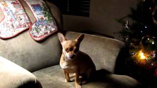 Remy the chihuahua dog sings O Holy Night with Pavarotti