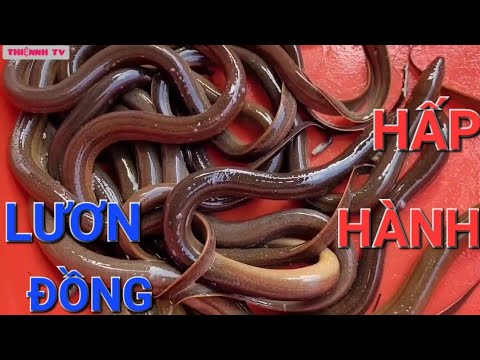 #2023 Cách Nấu Món Lươn Đồng Hấp Hành Thơm Dai Ngọt  | THIỆNNH TV