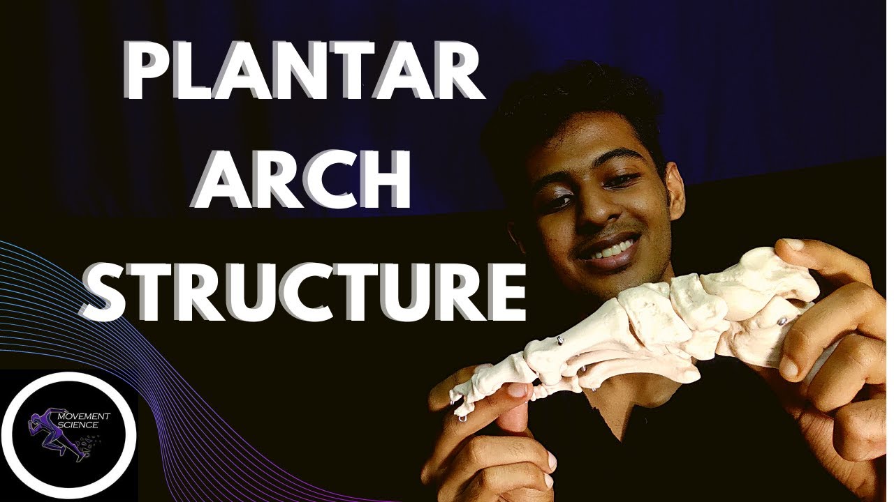 СТРУКТУРА ПОДШЕСТВЕННОЙ СКОЛЬЖЕСТИ (БИОМЕХАНИКА ГОЛЕНОСУСТАВА) Учебные пособия по физиотерапии