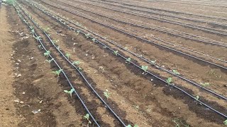 Cara mudah memasang Drip Irrigation (Irigasi Tetes) teknologi Israel