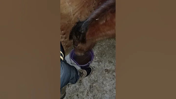 Juniper Drinking - Leeloo Investigating (off camera)