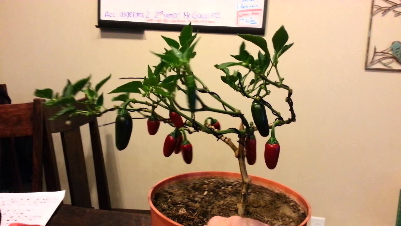 "Bonsai pepper plant" 360 view