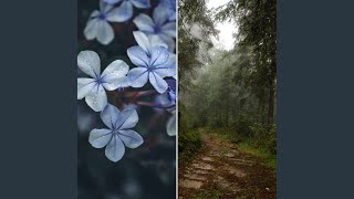Artistic Backdrops for Soothing Storms