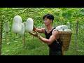 Refreshing winter melon tea for summer | CEO leaves city for a self-sufficient life in the forest
