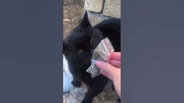 Stray cat reacting to catnip. Do you think she liked it? #shorts