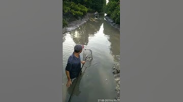 Cà  Mau - Thuốc cá  quê  tôi