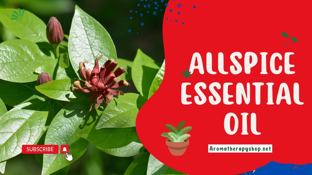 Allspice Essential Oil and Uses YouTube