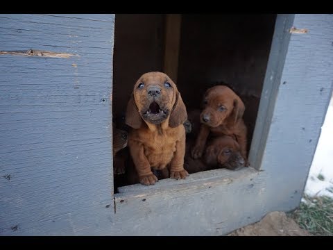 Video: Redbone Coonhound Plemeno Psa Hypoalergénne, Zdravie A životnosť