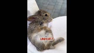 Man Saves Baby Rabbit Twice, Now It Has a Family in His Yard! 🐰❤️ #shorts #usa