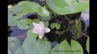 Rose water lily blooming July 2020 time lapse1