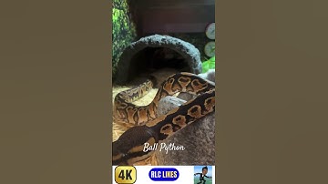 Ball Python Drinking Water