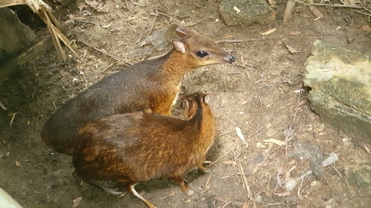 Mating Season of Mouse-deer