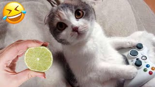 New Funny Cats and Dogs Videos 😻🐶 Funniest Animals 🤣 Part 15