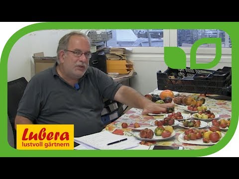 Video: Nützliche Eigenschaften Von Tomaten, Allgemeine Informationen Zu Sorten Und Hybriden