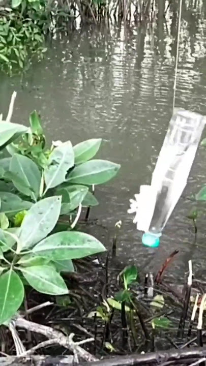 a welcome that makes anglers happy #shorts #mullet_fishing #using_a_bottle