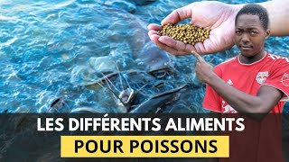 Voici les 03 Types d'aliments pour nourrir vos poissons d'élevage - Formation de A à Z