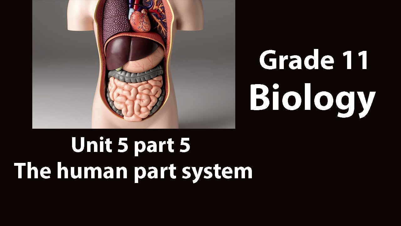 Grade 11 Biology Unit 5 part-5 The human body system - YouTube