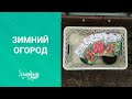 Сажаем зимний ОГОРОД дома. Овощи и зелень круглый год.