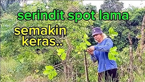 Burung serindit spot lama semakin keras tompinai.