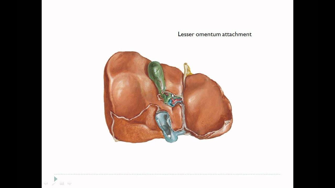 Abdomen Peritoneal cavity - YouTube