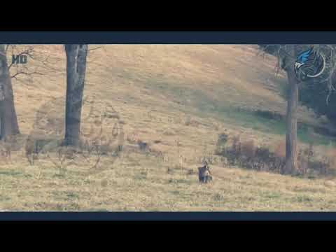 مقطع مؤثر ذئب يفزع لذئب ضد كلب ثم يقتل الصياد الذئب فينهش الكلب الذئب المقتول فيأتي الذئب 