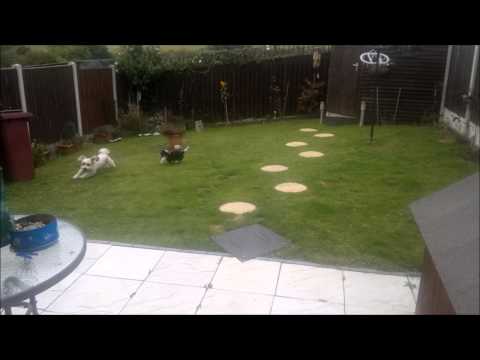 bailey-and-bella,--cavachons-playing-video-compilation