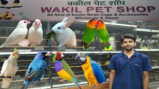 wakil pet shop l Exotic birds l birds at best price l kurla market 🐦